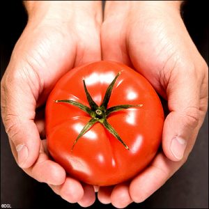 tomato-and-skin-cancer