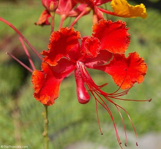 Peacock Flower Medicinal Properties