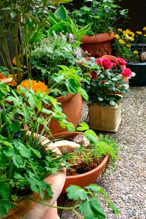 Common Perennials for Pots