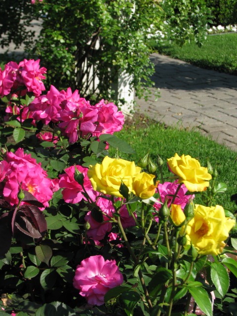 Raise a Rose Garden