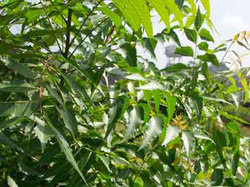 Neem, (Azadirachta Indica) as is Natures Best Anti-biotic without any Side Effects